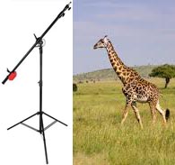 girafe-vs-girafe